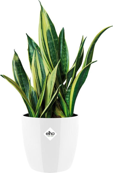 Actual product image Elho Brussels (20 x 19 cm)