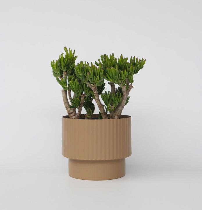 Produktbild Plant in a Box Crassula ovata Hobbit - Jadepflanze (55 cm)