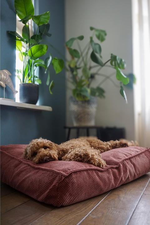 Produktbild Flamingo Reno (Hund)