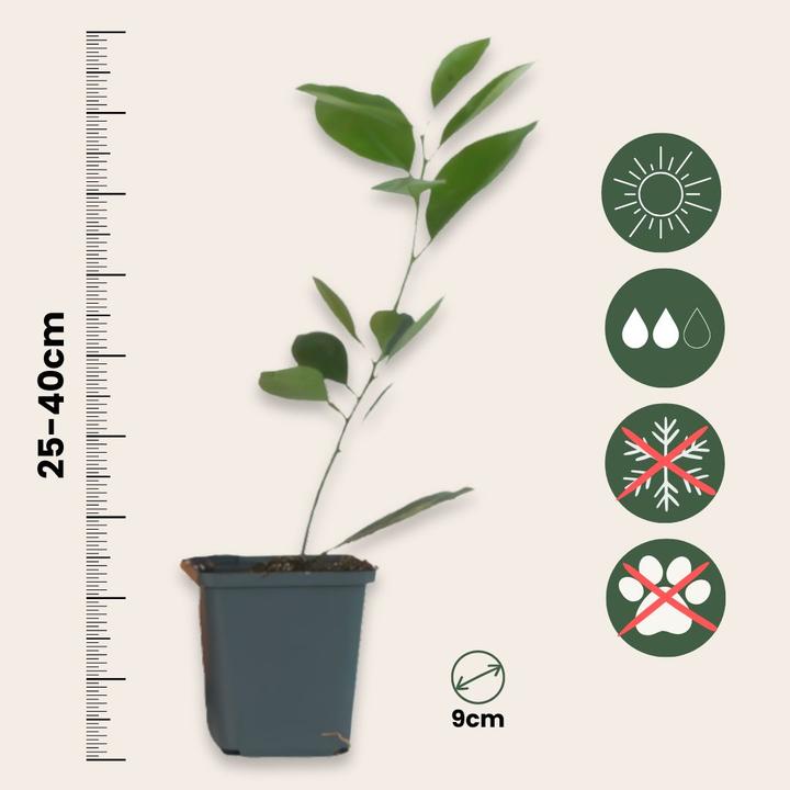 Immagine prodotto Plant in a Box Citrus mitis Calamondin - Orangenbaumen (25 cm)