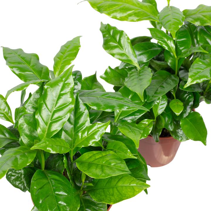 Produktbild Flowerbox 2er-Set Kaffeepflanze - Coffea Arabica (20 cm)
