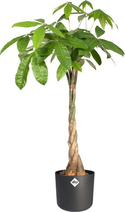 Immagine prodotto Elho b.for soft (13.80 cm)