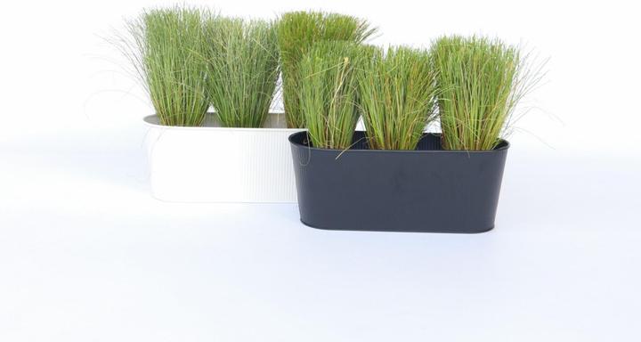 Actual product image Plant in a Box Carex Bronco - set of 6 ornamental grasses (15 cm)