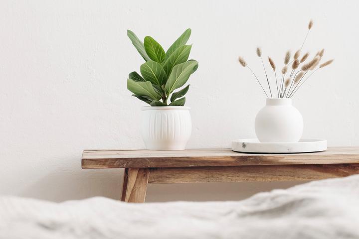 Actual product image Mahaloplants Ficus benghalensis (30 cm)