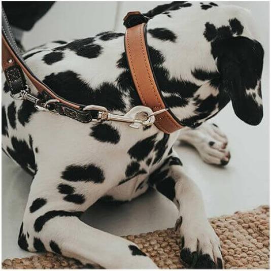 Immagine prodotto Hunter Collare Alce canadese, cognac/nero (40, Cane)