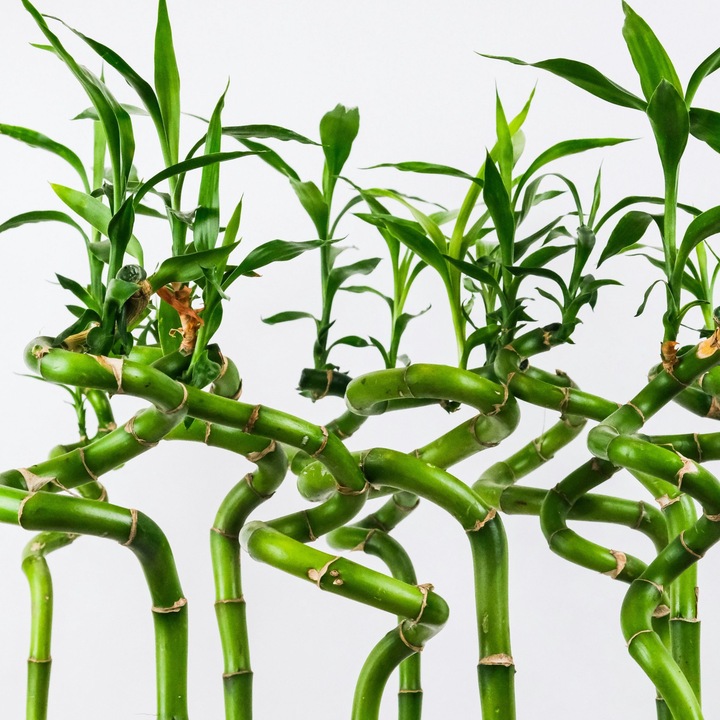 Immagine prodotto Plant in a Box Dracaena sanderiana - Set di 12 Lucky Bamboo (40 cm)