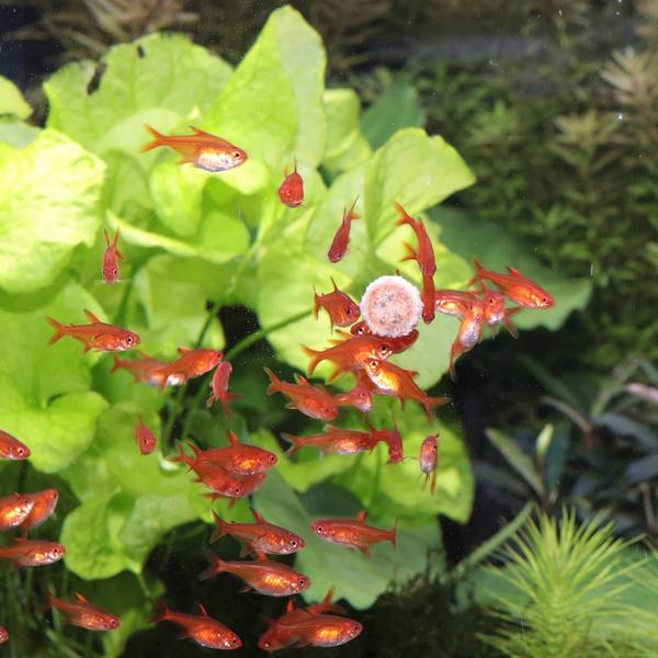 Actual product image JBL Aquaristik und Terraristik ProNovo TAB M 1000ml (Ornamental Fish, 1000 ml)
