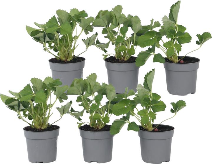 Immagine prodotto Plant in a Box Fragaria x ananassa 'Roman' - Set di 6 piante di fragole (15 cm)