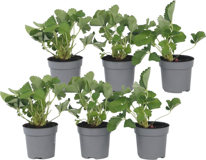 Actual product image Plant in a Box Fragaria x ananassa 'Roman' - Set of 6 strawberry plants (15 cm)