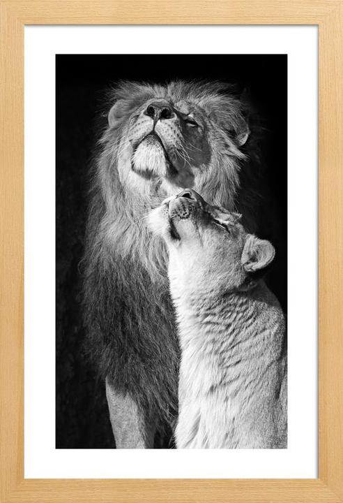 Juniqe Lions in Love (60 x 90 cm)