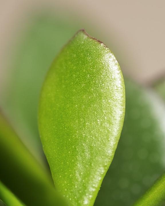 Produktbild feey Geldbaum (15 cm, Frisch umgetopft)