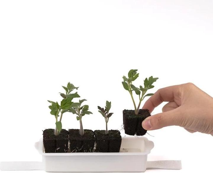 Immagine prodotto Véritable Seedling Kit