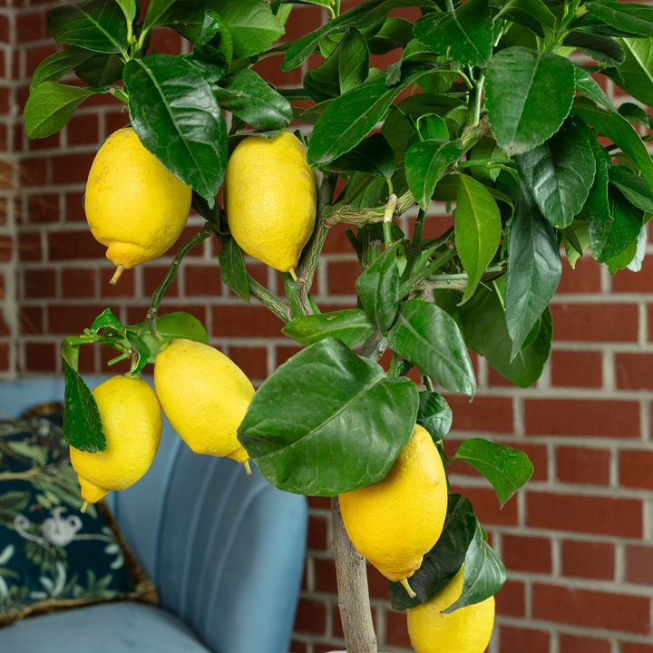 Actual product image Flowerbox Lemon tree - height ca. 60 cm, pot-Ø 19 cm - Citrus Limon (40 cm)