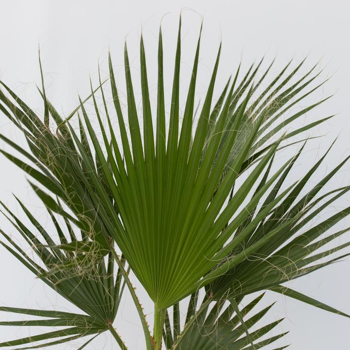 Produktbild Plant in a Box Washingtonia Robusta - Mexikanische Fächerpalme (50 cm)