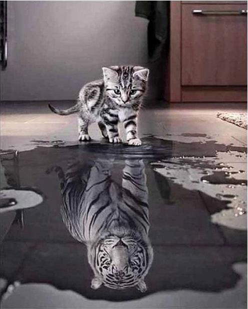 Diamond Dotz Kitten