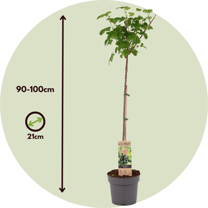 Produktbild Plant in a Box Ribes nigrum Titania - 2er Set Schwarze Johannisbeere (90 cm)