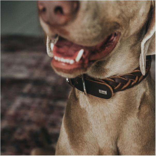 Produktbild Hunter Halsband Solid Education Special (33, 34, 35, 36, 37, 38, Hund)