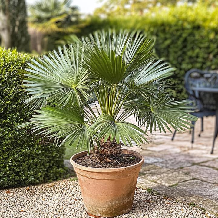 Actual product image Plant in a Box Chamaerops Humilis - set of 2 dwarf palms (50 cm)