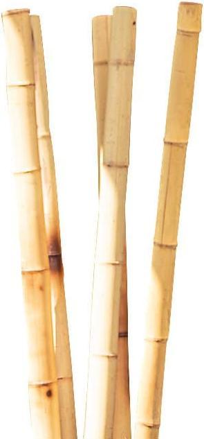 Immagine prodotto Windhager Canna di bambù