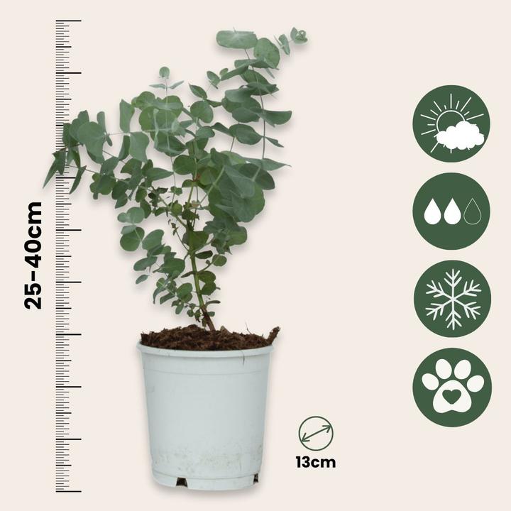 Actual product image Plant in a Box Eucalyptus Pulverulenta - Set of 2 Silver-leaved Eucalyptus (25 cm)