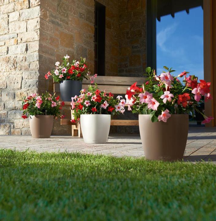 Actual product image Lechuza Classico Color