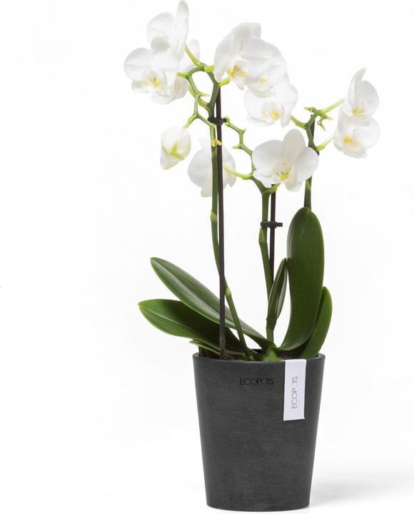 Produktbild Ecopots Morinda (11 cm)