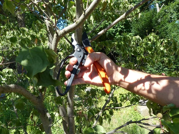Produktbild Garten Primus Ratschenschere