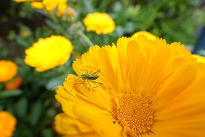 Image du produit Tamron AF 11-20mm f/2.8 Di III-A RXD, Sony E (Sony E, APS-C / DX)