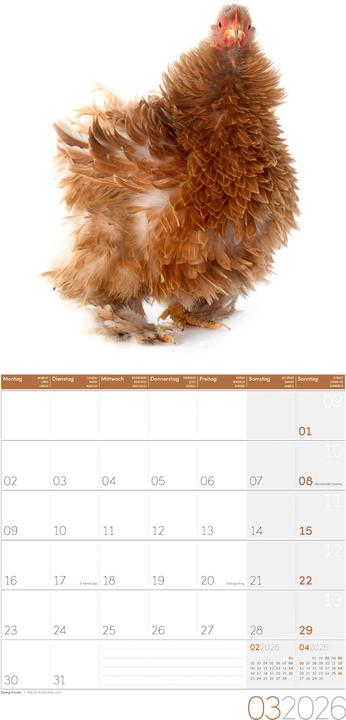 Produktbild Verrückte Hühner Kalender 2026 - 30x30 (30 x 30 cm, Harter Einband, Englisch, Französisch, Deutsch, Italienisch)