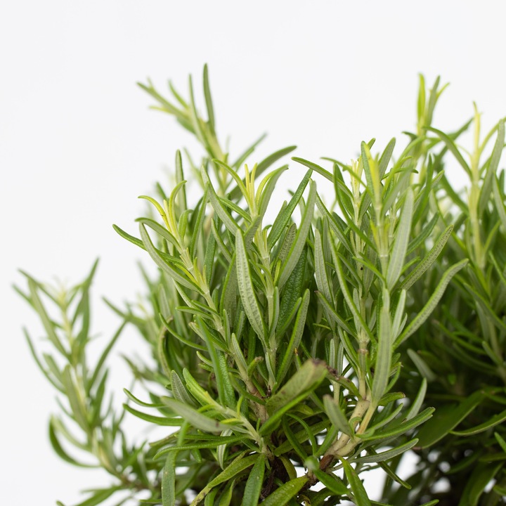 Image du produit Plant in a Box Rosmarinus Officinalis - Set de 12 romarins (10 cm)