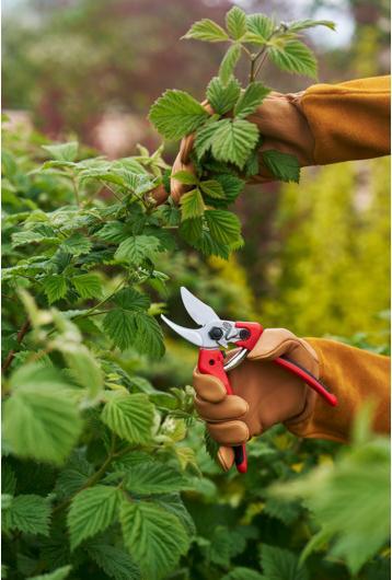 Actual product image Felco Gartenschere