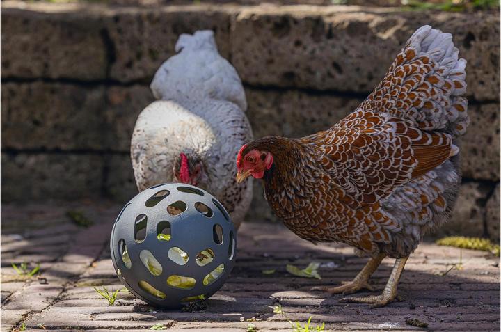 Actual product image Beeztees Chicken Snack Ball