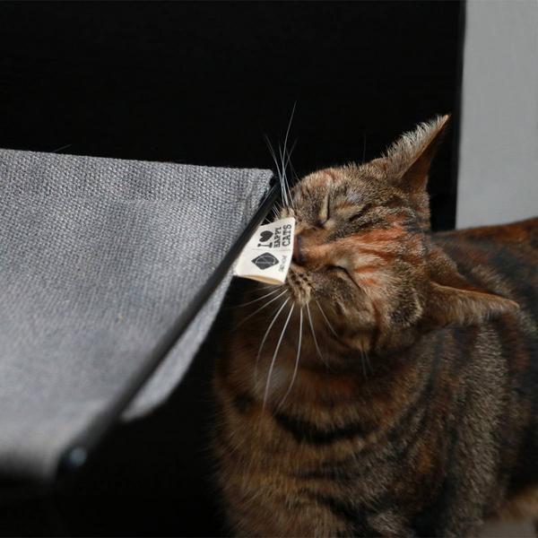 Image du produit D&D Oliver (Chat)