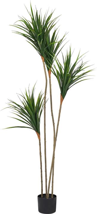 Produktbild Beliani Dracaena Draco (165 cm)