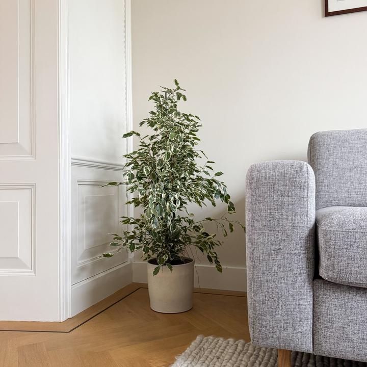 Actual product image Plant in a Box Ficus Benjamina Twilight - violin plant (100 cm)