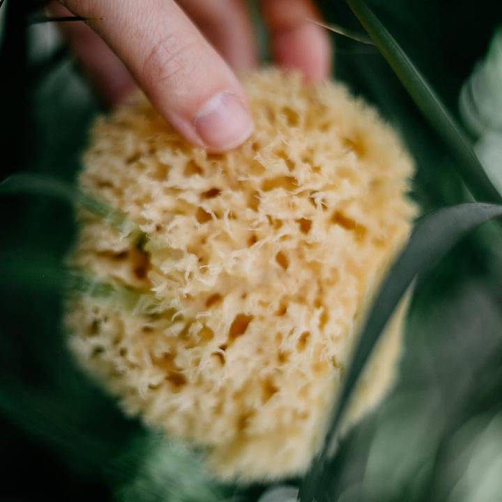 Immagine prodotto Body Vital Spugna naturale