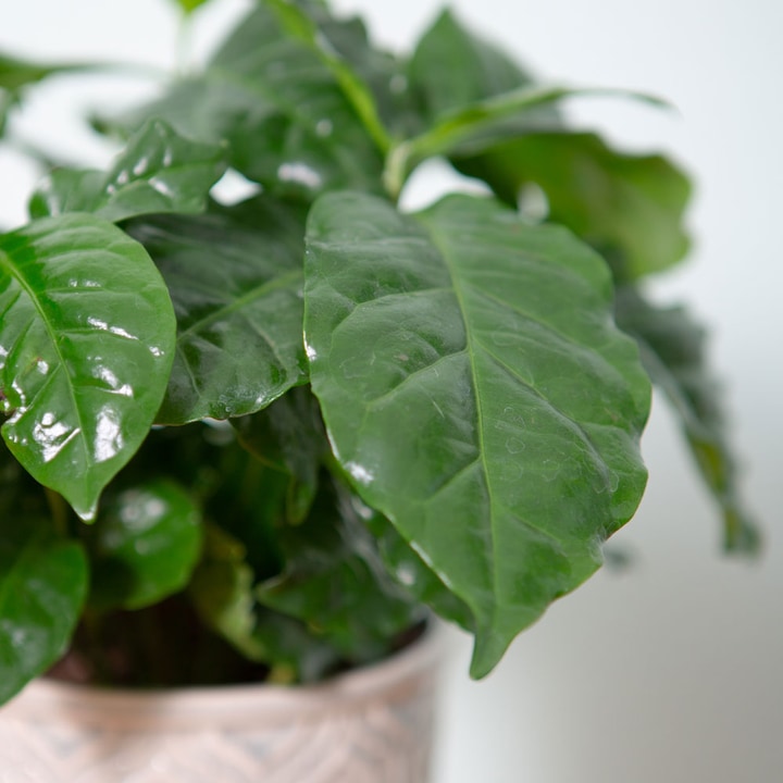 Actual product image VEG and the City Afra (Coffee bush Coffea) (30 cm)