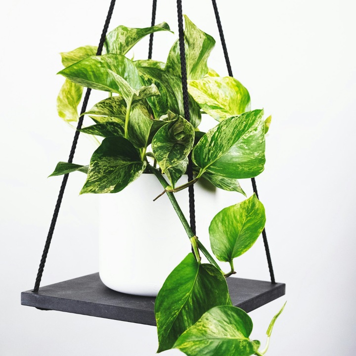 Produktbild Plant in a Box Philodendron Scandens Brasil, Epipremnum Trebi, Epipremnum Aureum - 3er-Set Efeutute (25 cm)