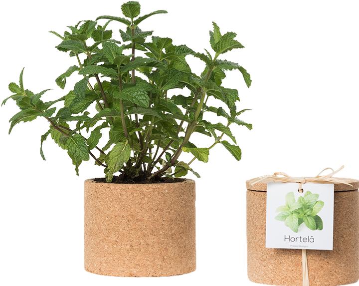 Produktbild Life in a Bag Grow Cork Pfefferminze