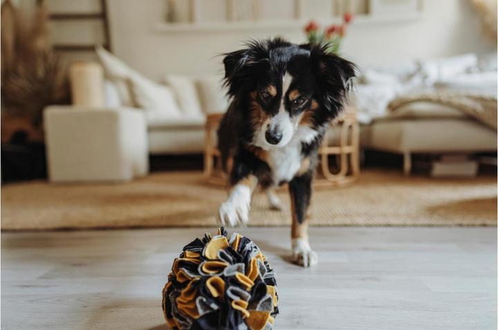 Immagine prodotto Hunter Sniffing ball Eiby (Palla giocattolo per cani)