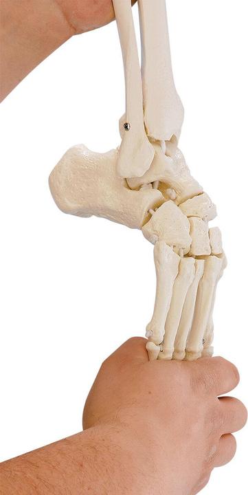 Erler Zimmer Erler-Zimmer Beinskelett