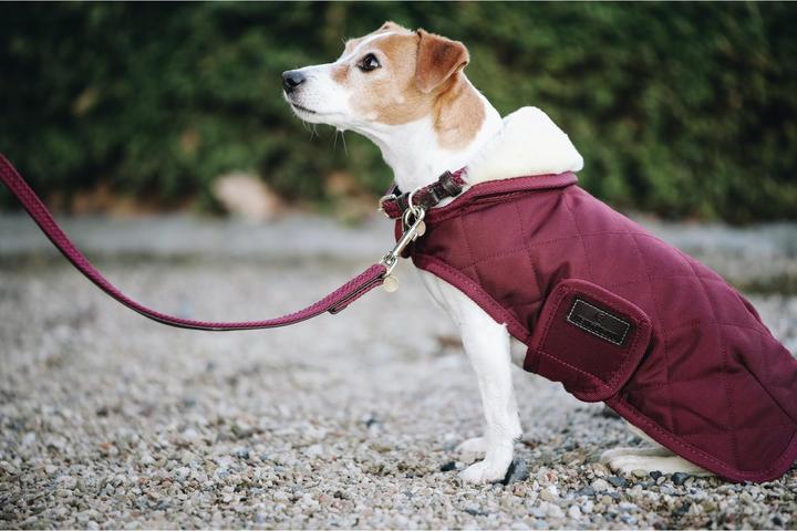 Produktbild Kentucky Dogwear Geknüpfte Nylon Hundeleine (L, Hund)