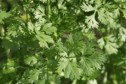 Produktbild Sonnentor Korianderkraut (15 g)