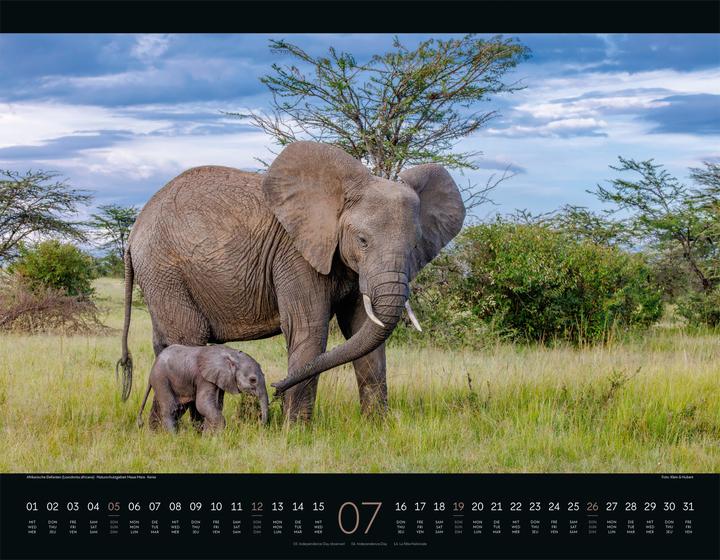 Image du produit Wildes Afrika Kalender 2026 (54 x 42 cm, Couverture rigide, Anglais, Français, Allemand)