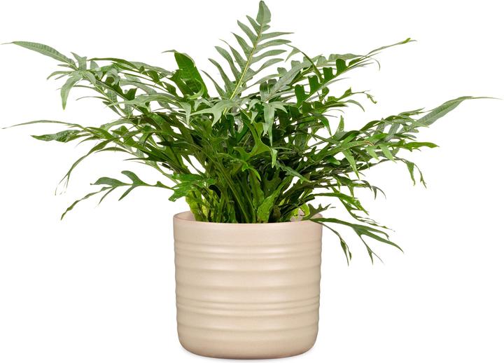 Produktbild Scheurich Cottage Dry Reed (16.60 x 15.30 cm)