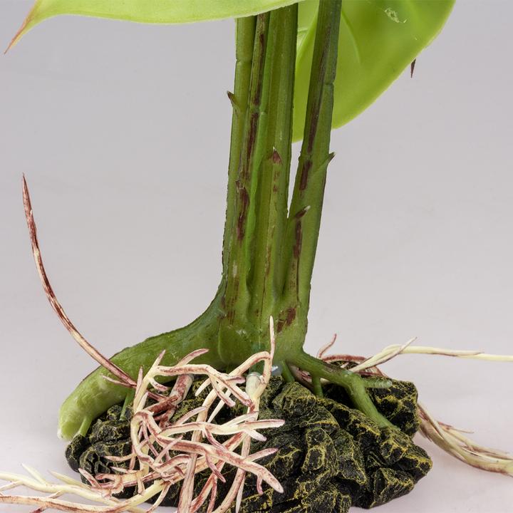 Produktbild Terra della Monstera