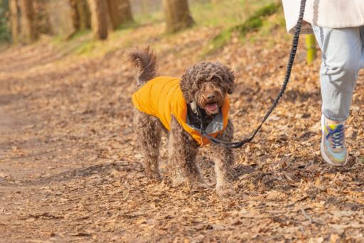Actual product image Beeztees Hundemantel Wisti (XXS, Dog coat)
