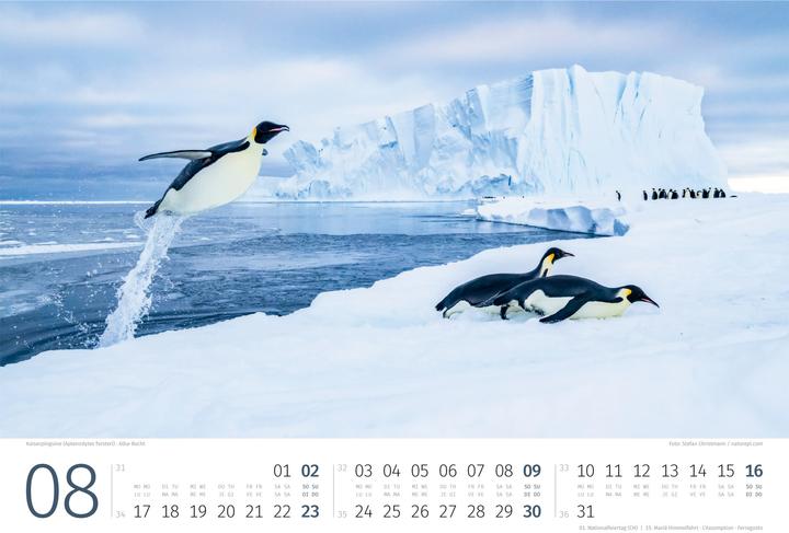 Produktbild Pinguine Kalender 2026
