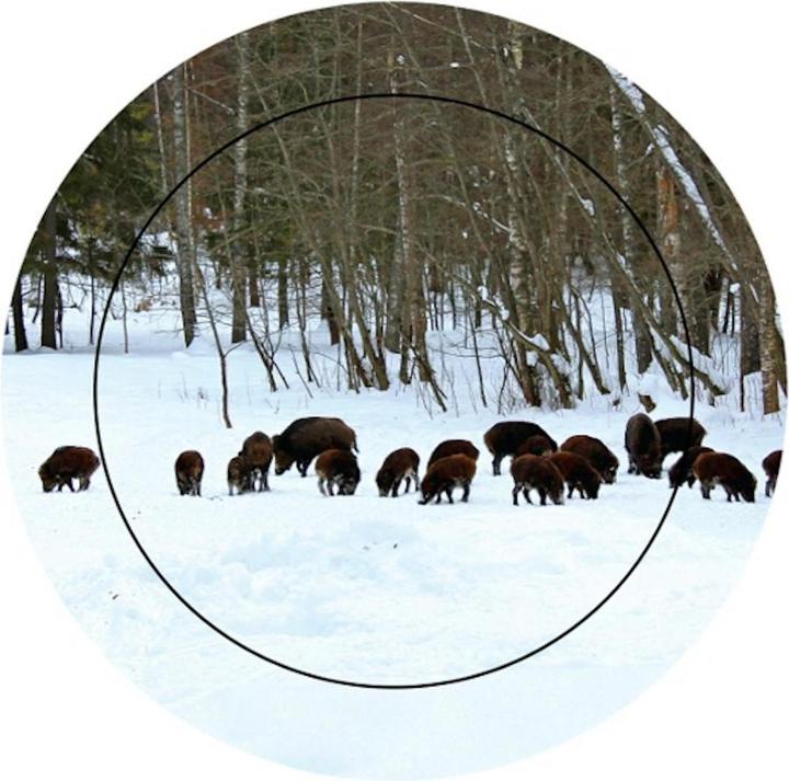 Actual product image Zeiss Binoculars VICTORY SF 8x42 (8x, 42 mm)