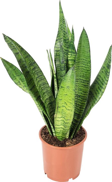 Produktbild Flowerbox Bogenhanf - Sansevieria zeylanica (45 cm)